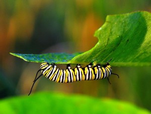 caterpillar