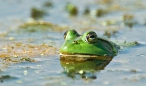 img_13127845