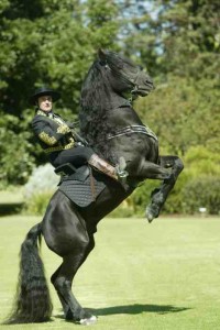 Royal Horses_001 copy