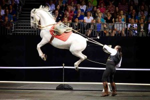 Royal Horses_002 copy