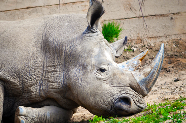 White Rhino at the Seneca Park Zoo in Rochester,NY 