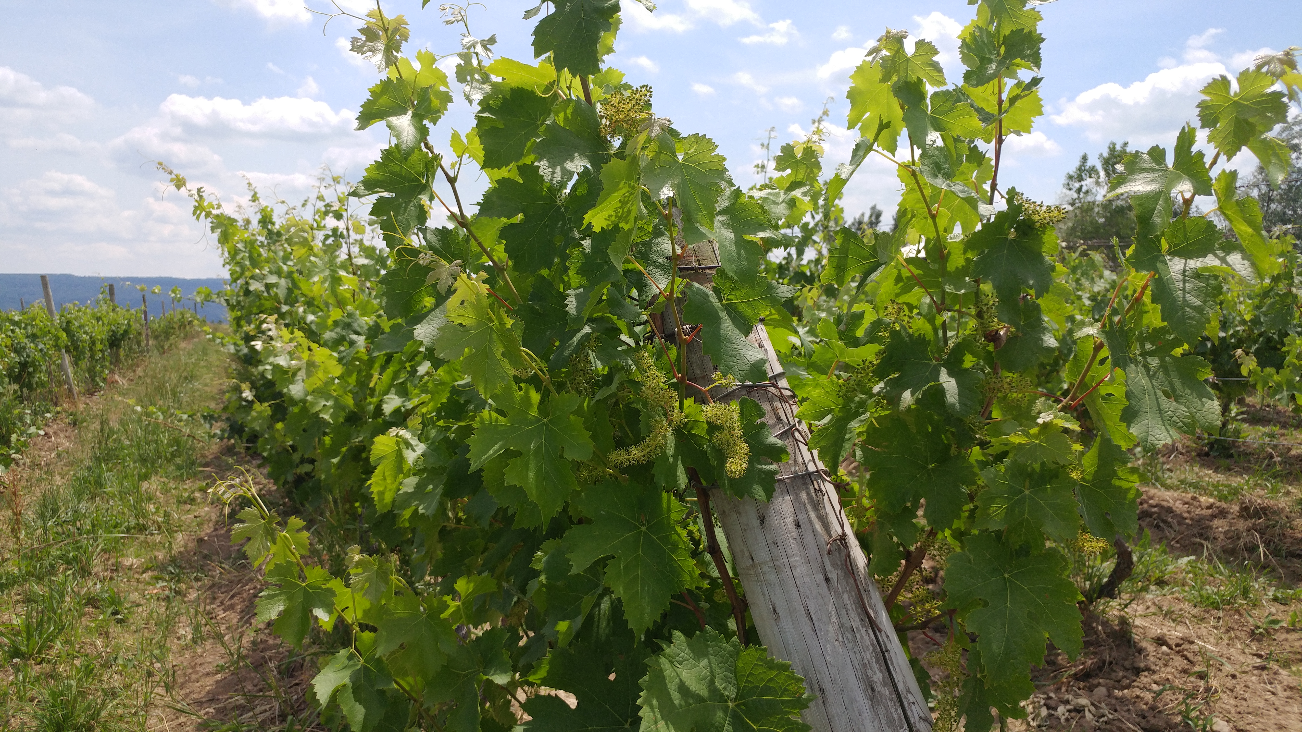 Early grapes on the vine