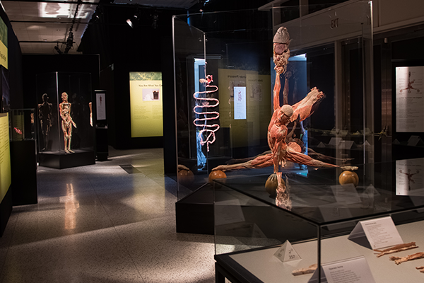 BodyWorld1