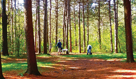 Disc Golf in Woods