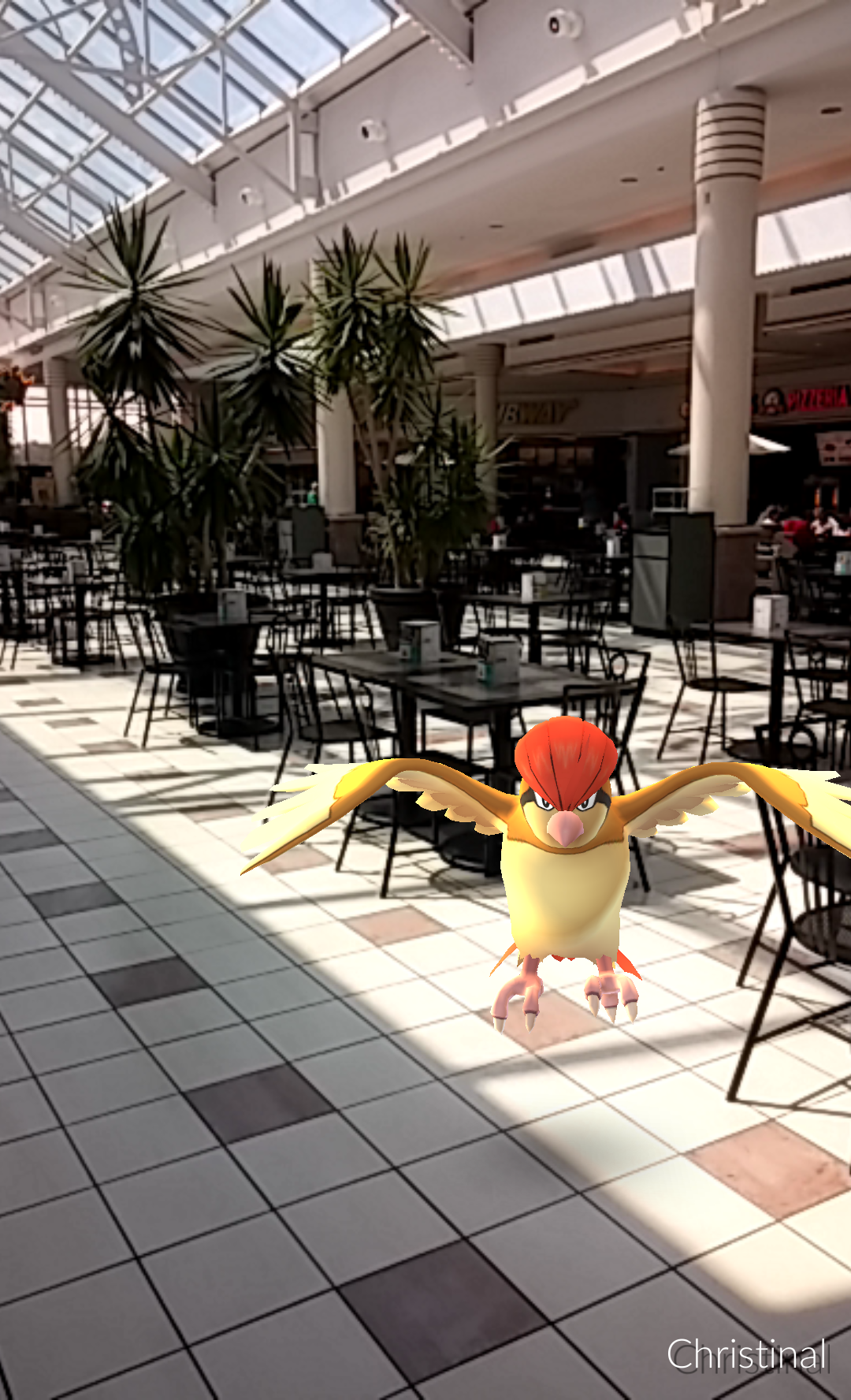 Pidgeotto at Eastview Mall's food court