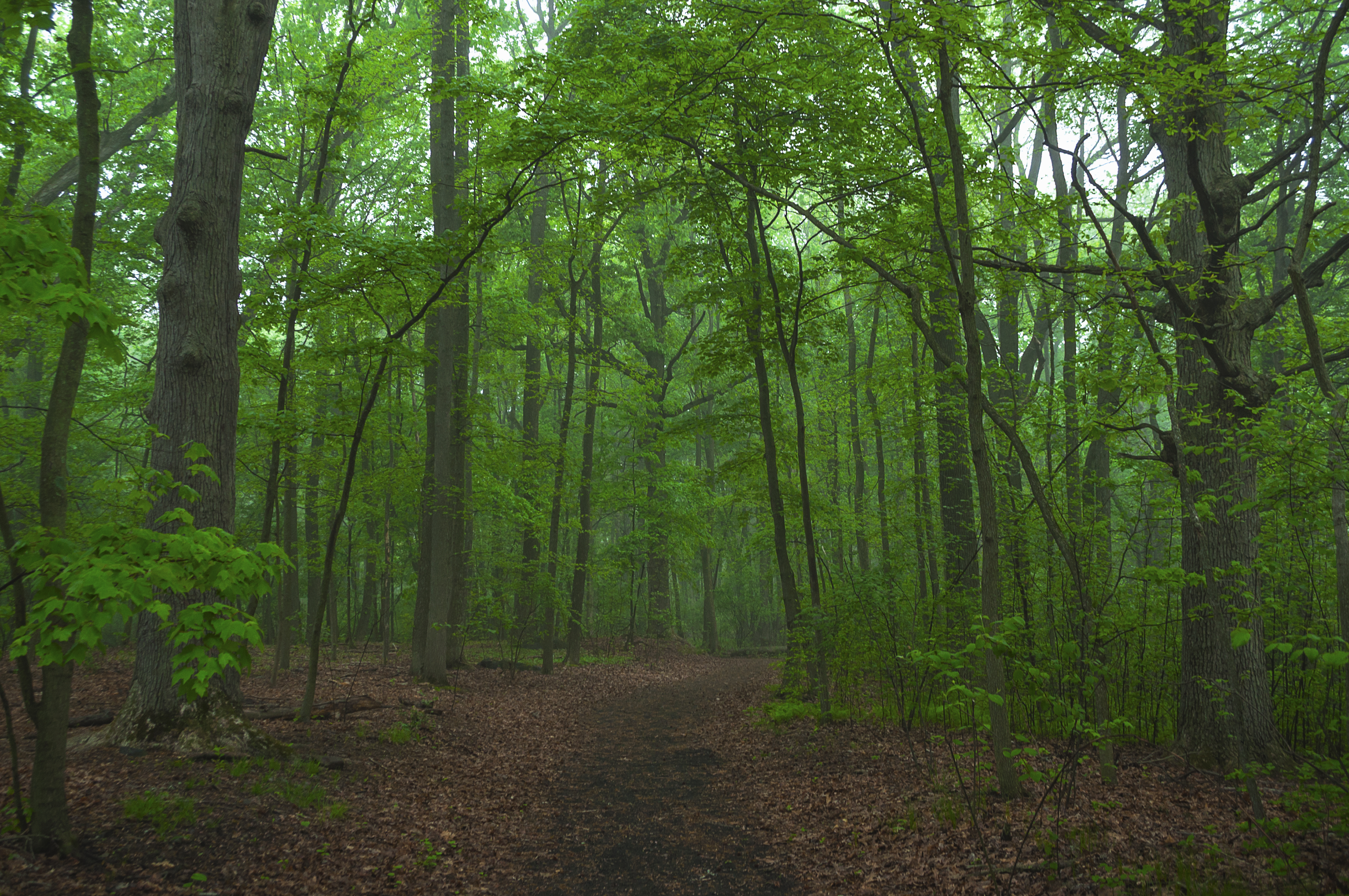 Silver Lake wooded path