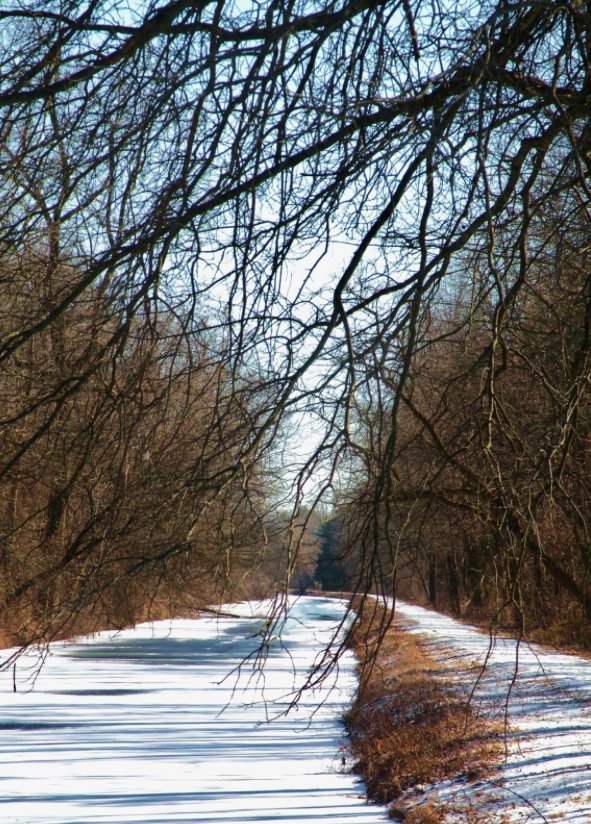 Yardley Canal Towpath winter Elisa Baxt