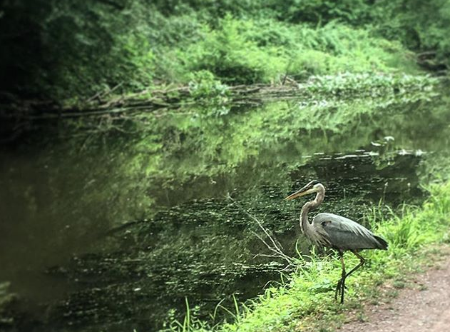 Yardley Canal Towpath blue heron Elisa Baxt