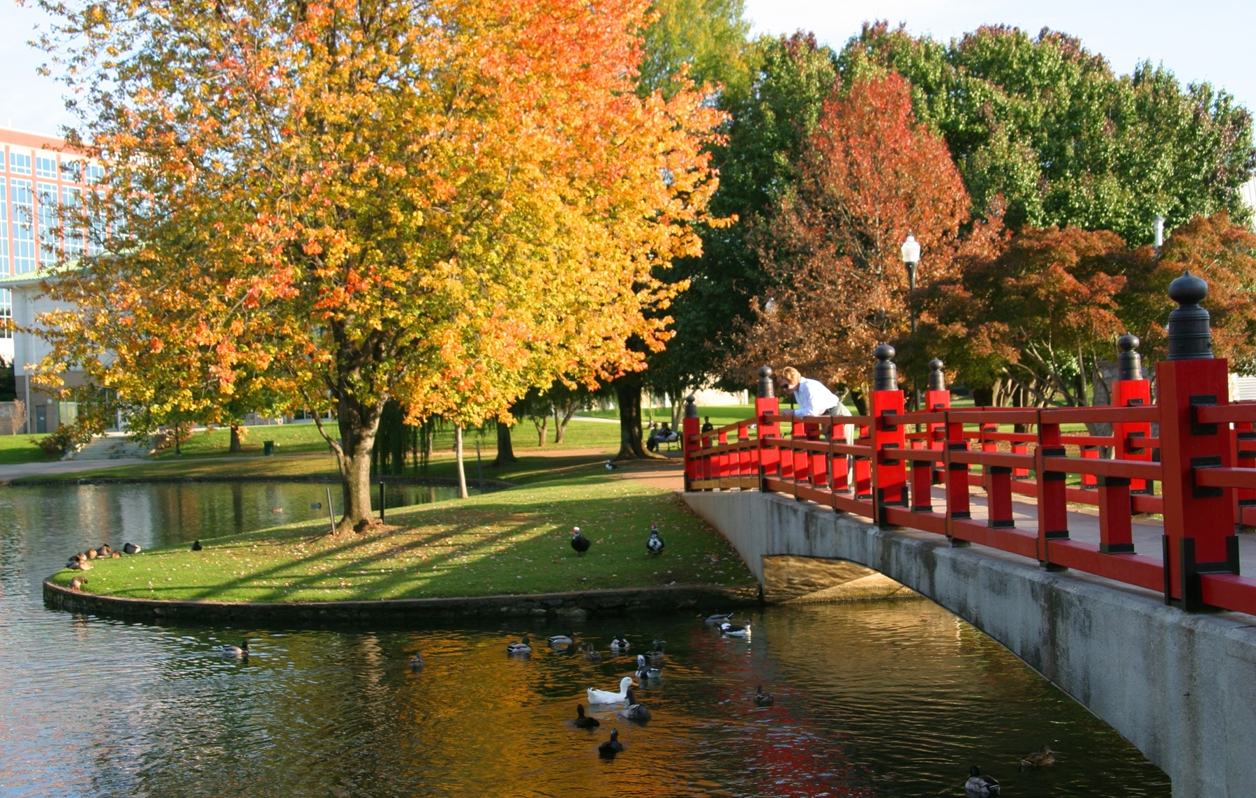 This is a picture of the pond and the bridge in Big Spring Park during the fall season.