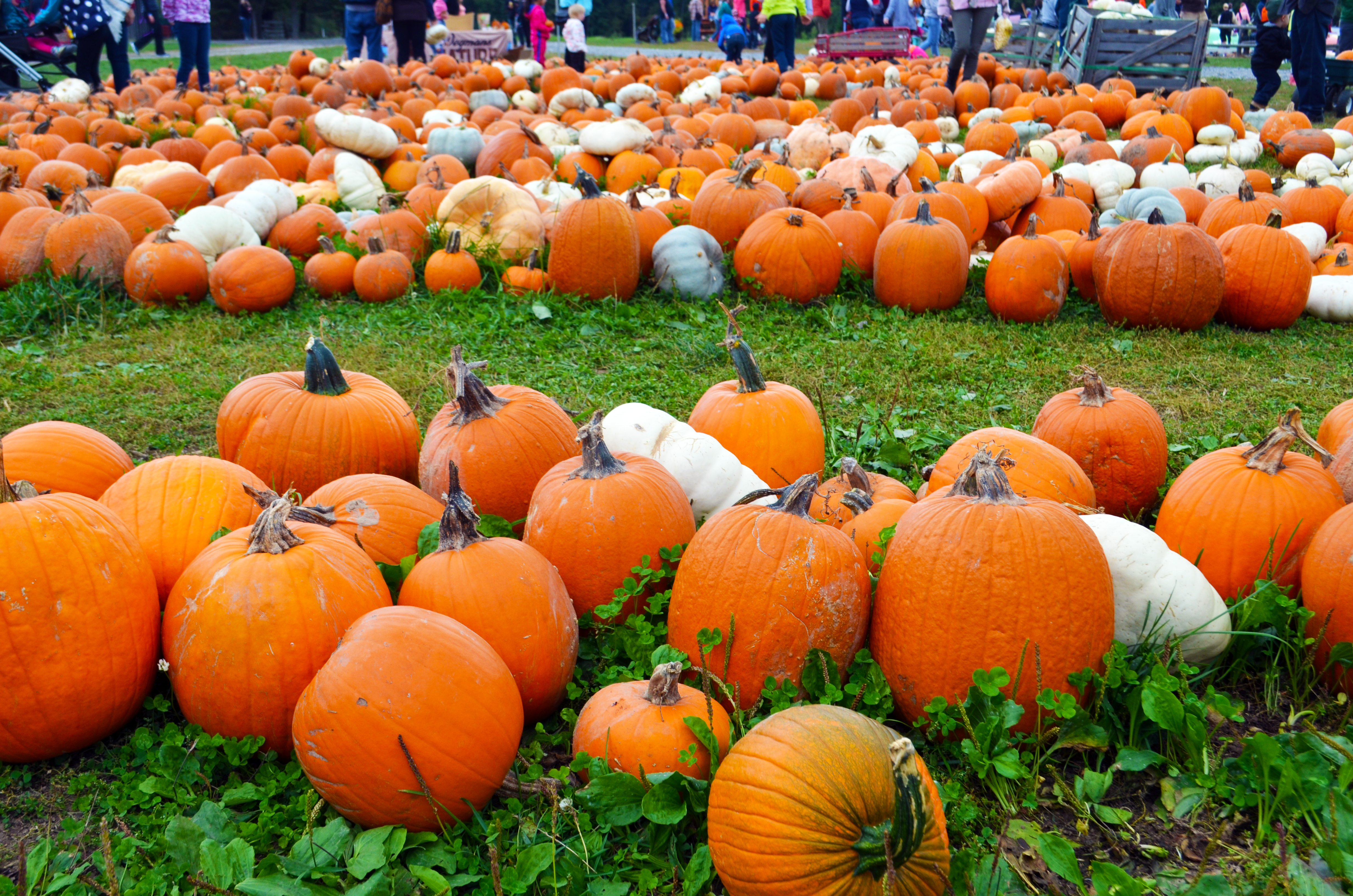 Pumpkins at Stokoe Farms