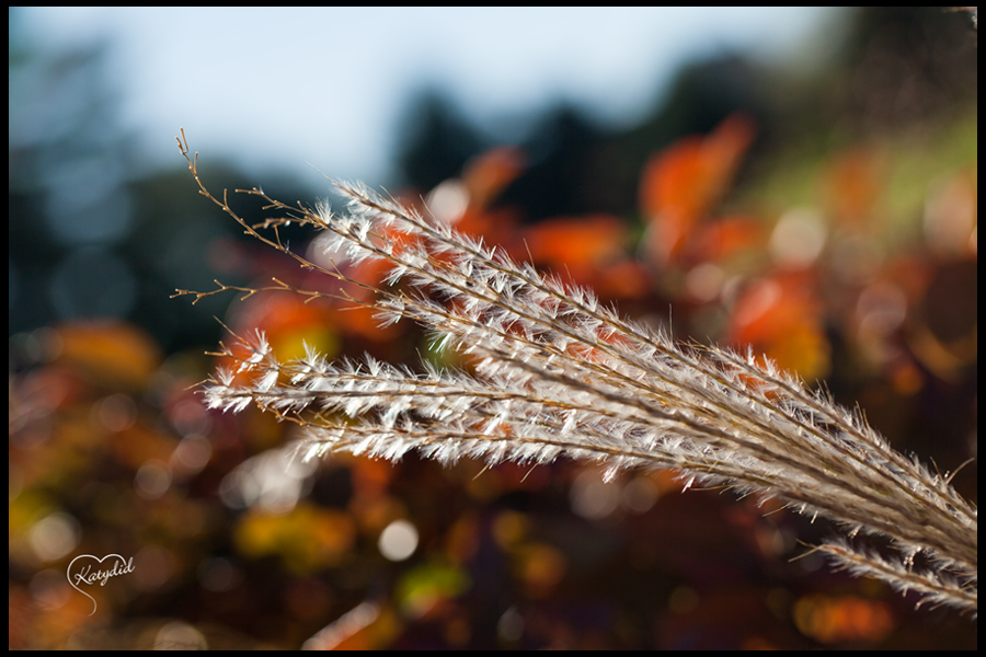 Closeup of weeds
