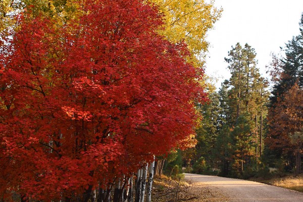 Fall splendor along the Mogollon Rim. Photo credit: Julius Whittington on Flickr