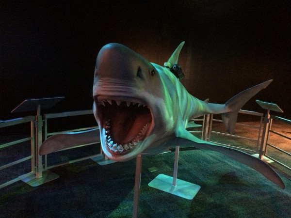 Great white shark Arizona Science Center