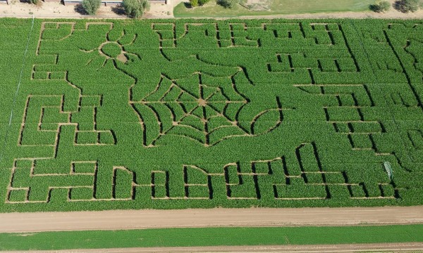 Tolmachoff Farms corn maze via facebook