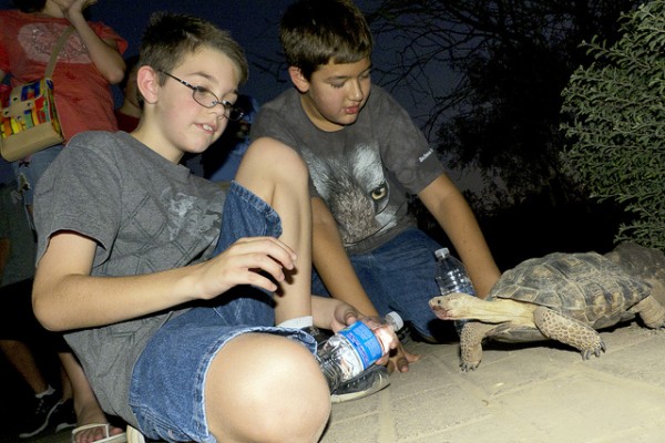 Desert Botanical Garden Flashlight Tour