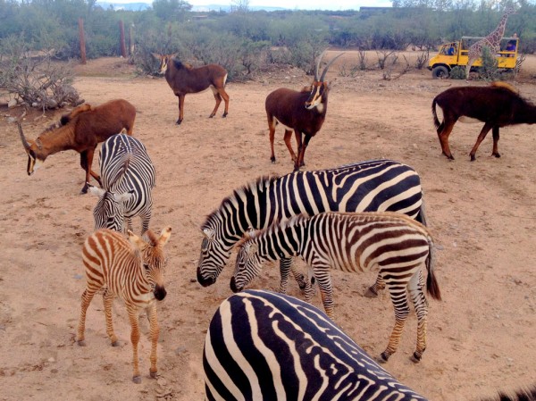 Out of Africa Park unimog tour