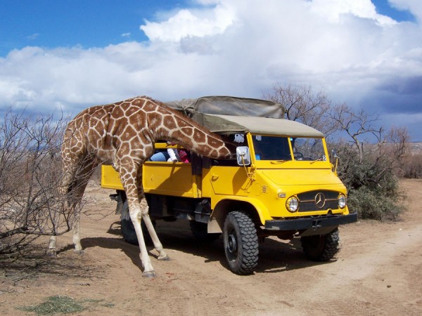 Watch your cookies when Kibo stops by your ride. (Photo credit: Prayeri Harrison)