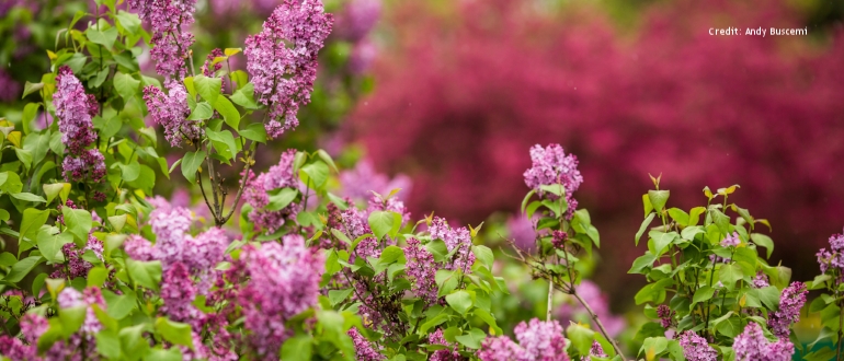 Rochester Lilac Festival - Flowers