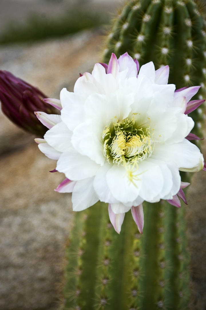 flower cactus