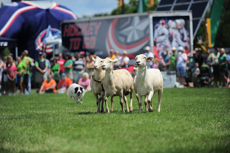 celtic sports sheep