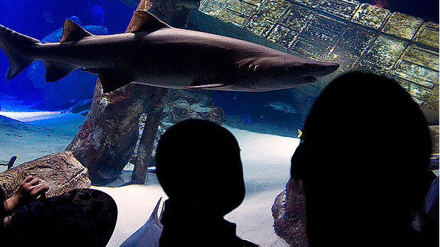 Atlantis Marine World Aquarium - Photo by NYS ESD Atlantis Marine World Aquarium - Photo by NYS ESD