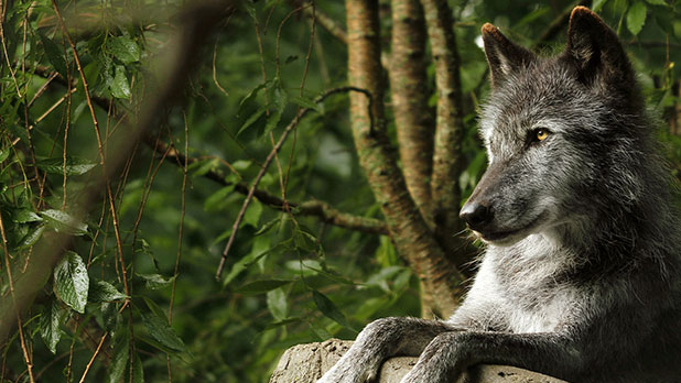 Wolf Conservation Center-Zephyr - Photo by Maggie Howell Courtesy of Wolf Conservation Center