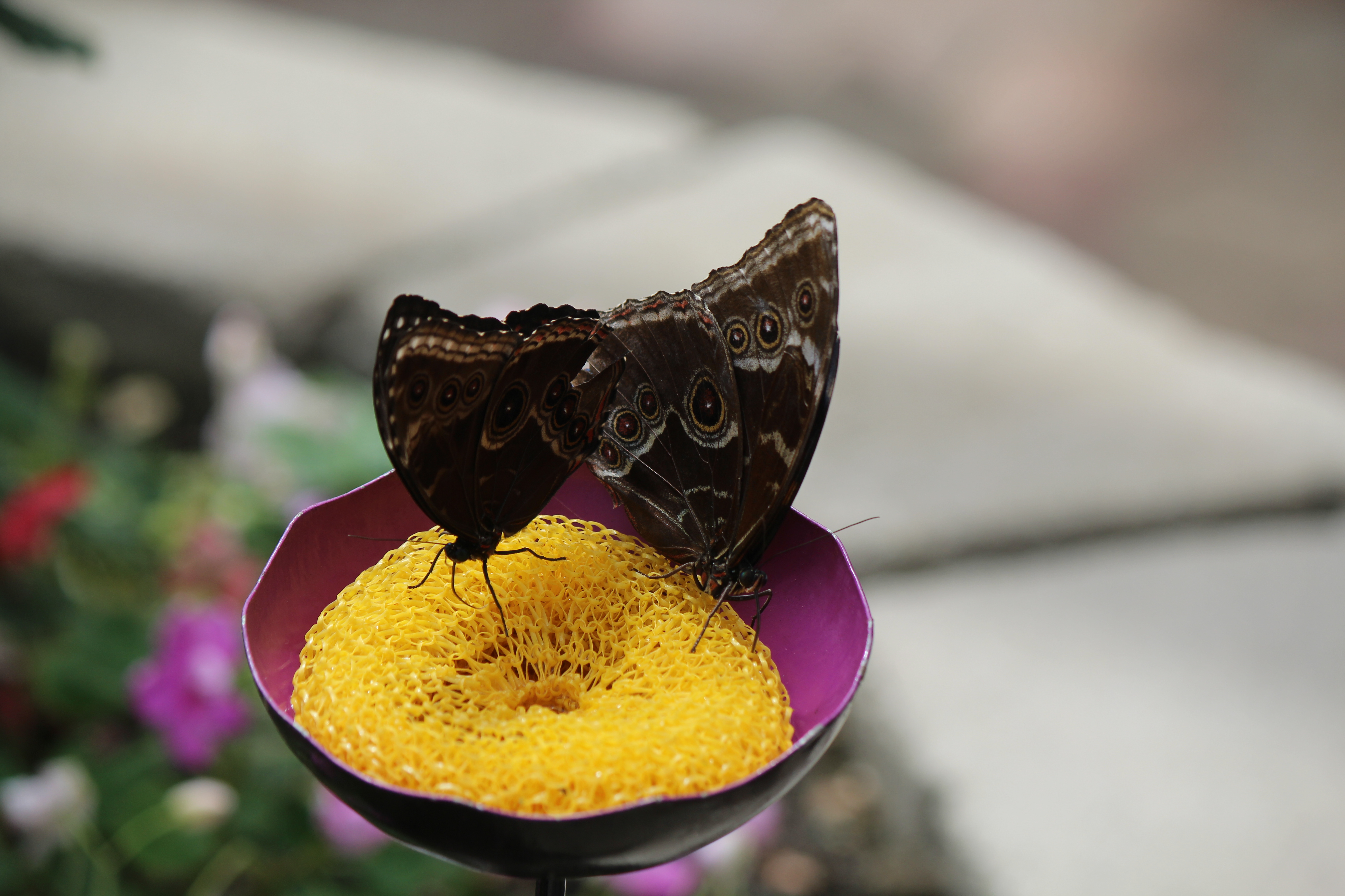 Butterflies sipping nectar