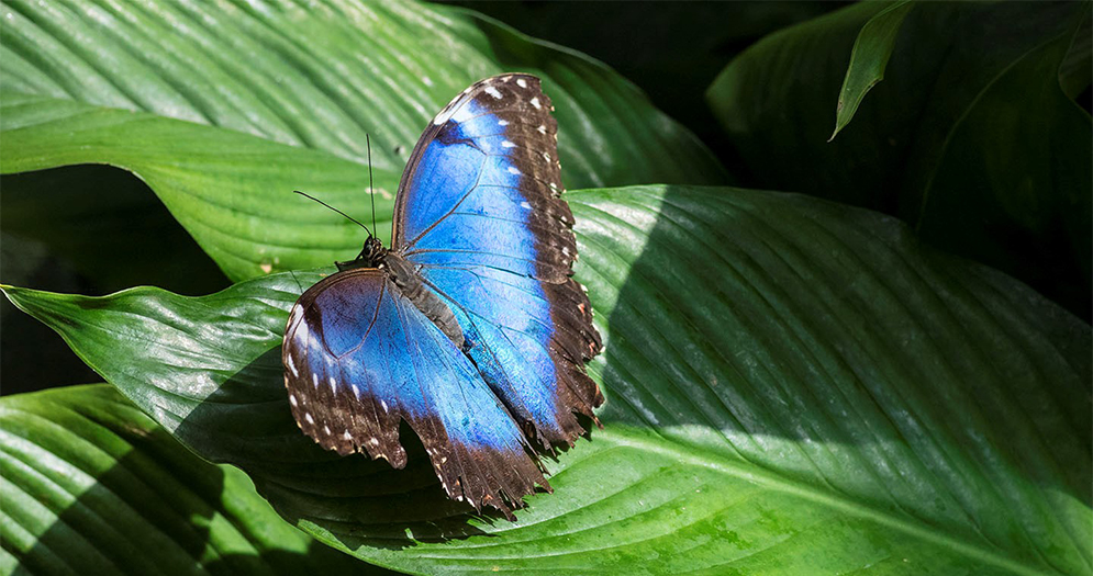 butterfly
