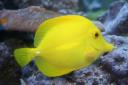 This Zebrasoma flavescens (better known as a ‘yellow tang’) is just one of the many happy residents at the Strong National Museum of Play’s newly enlarged 1,700-gallon Rainbow Reef aquarium.