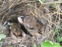 2-week old cottontails