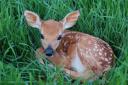 Fawn in grass