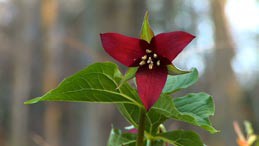 flower.jpg