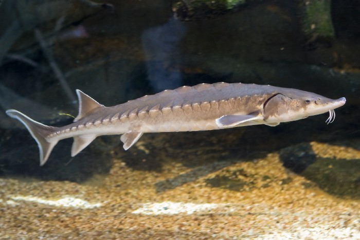 The Atlantic Sturgeon. Photo by Brian Reynolds