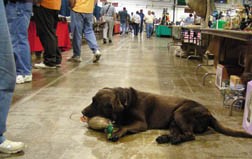 rotarydogdecoyweb.jpg