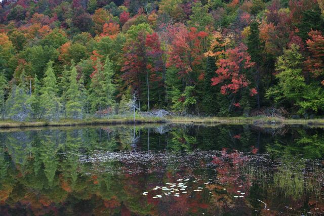 Spectacular fall color in the Old Forge area!