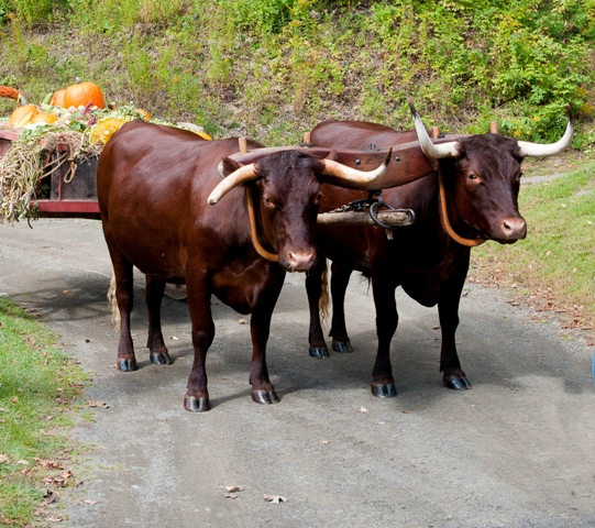 oxen.jpg