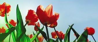 albany-tulips2.JPG
