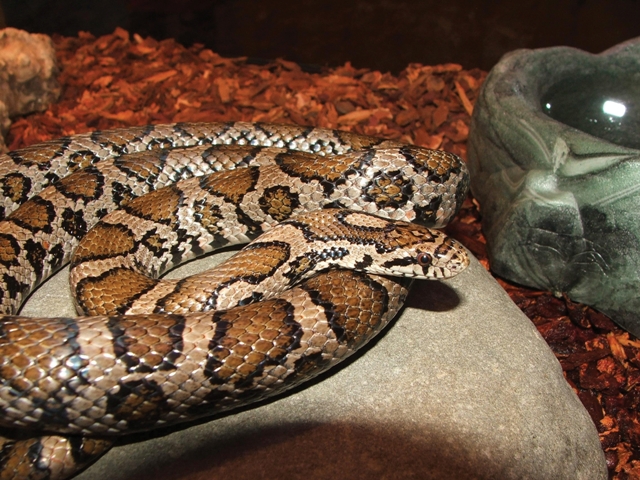 Come see live snakes and learn about snakes native to the Hudson Valley at the Hudson Highlands Nature Museum on Saturday, August 3 at 10 a.m. and 11:30 a.m. Photo by Pam Golben.