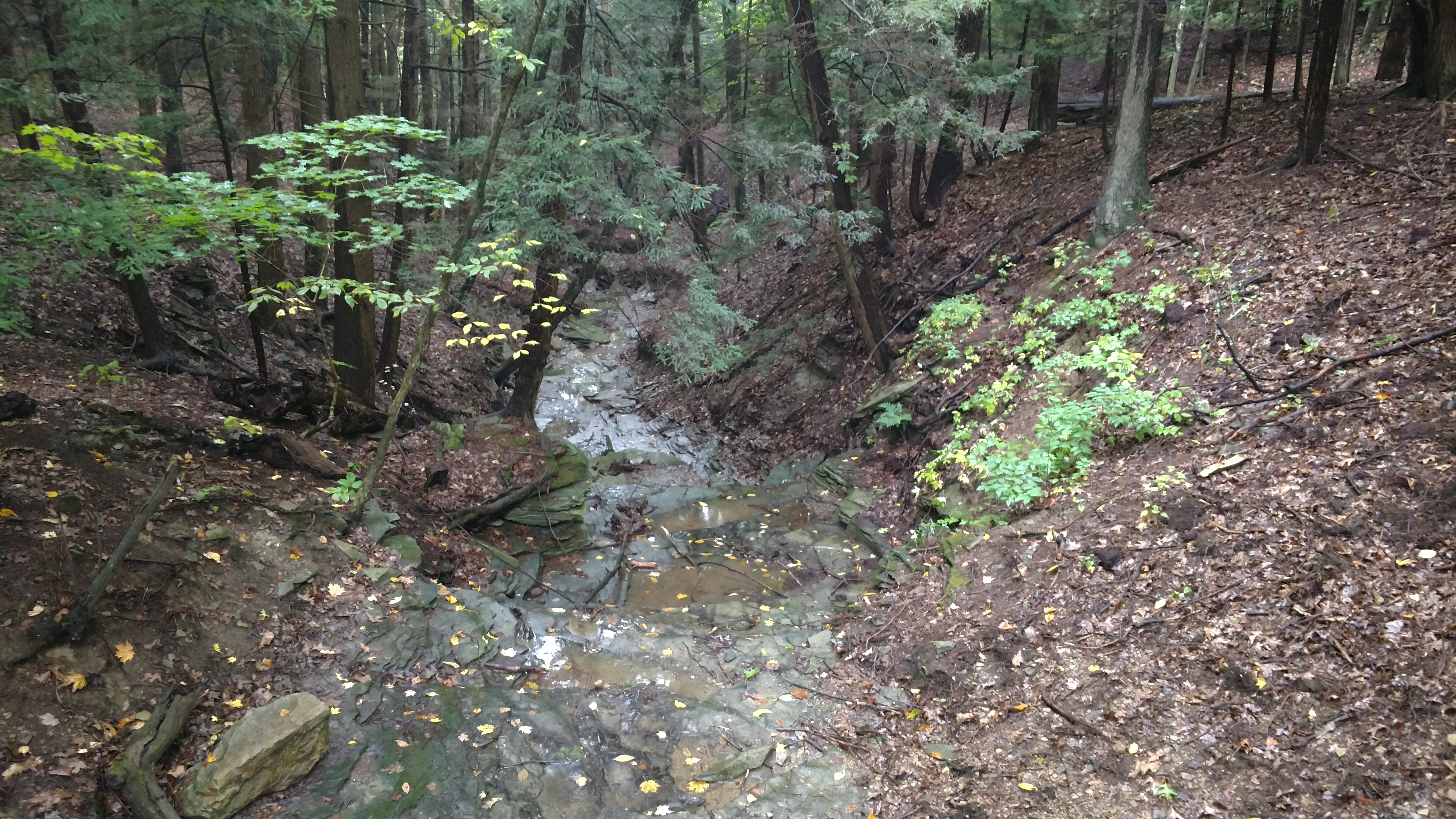 A photo of Rob's trail creek taken from above, staring down in the direction of the stream flow.