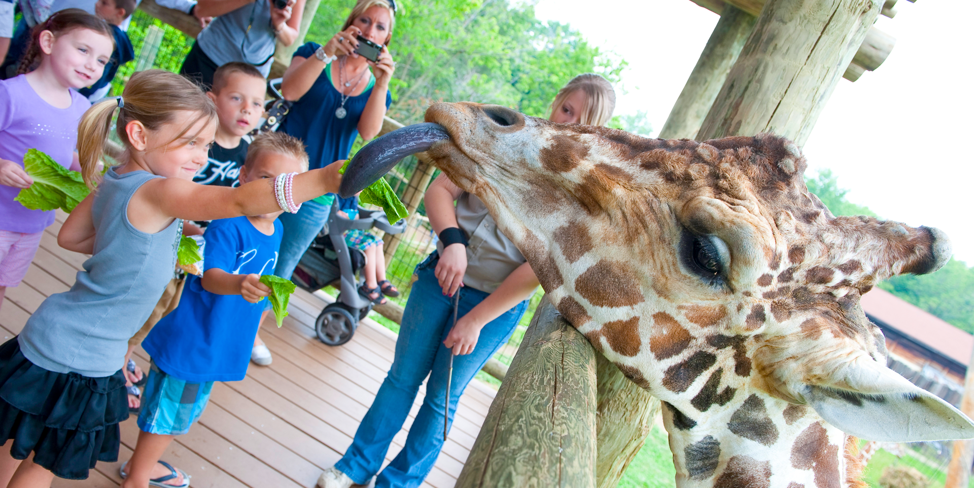 Feeding the Giraffes at the Zoo