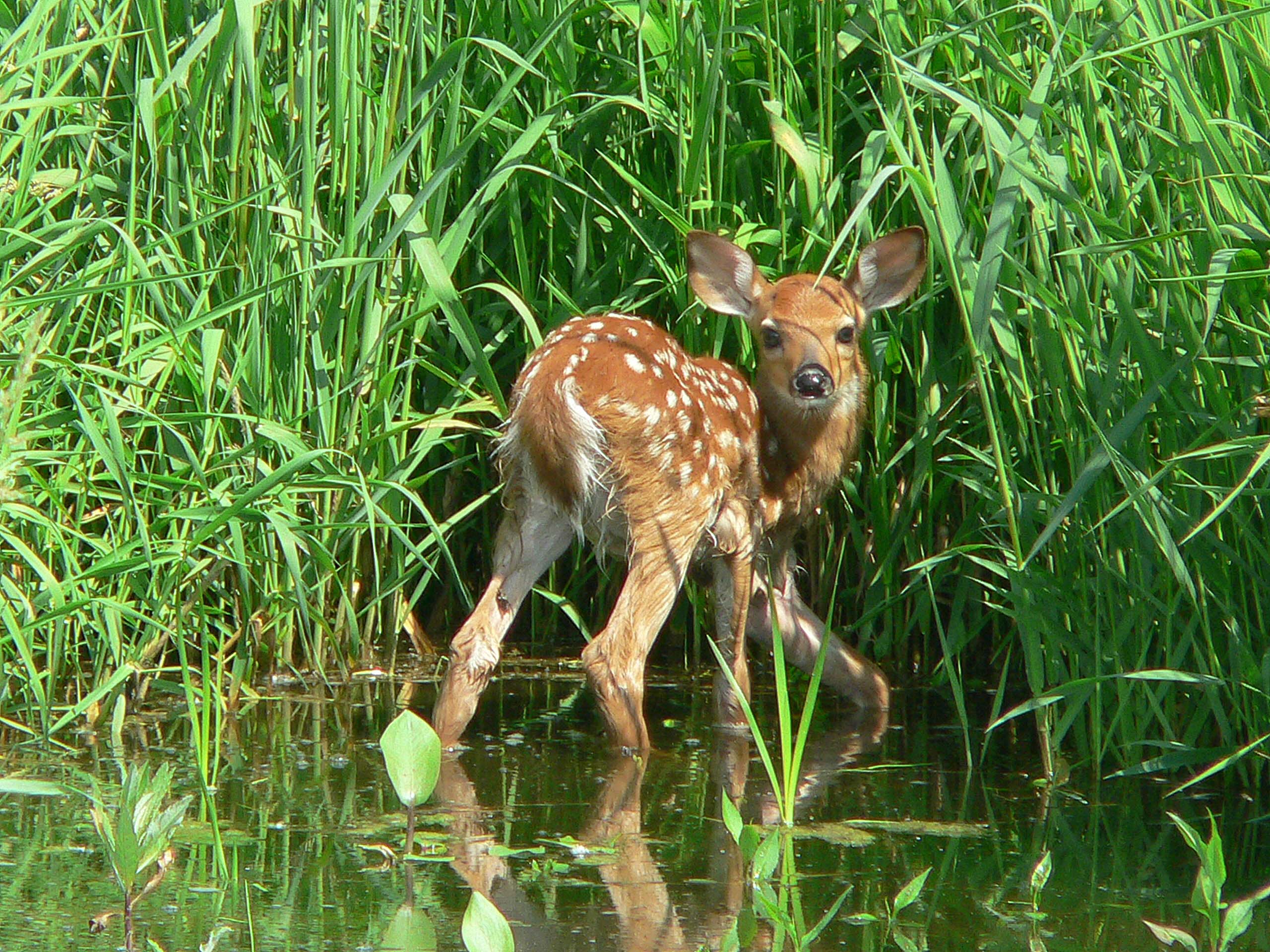 Eagle Marsh Fawn - Fort Wayne, IN