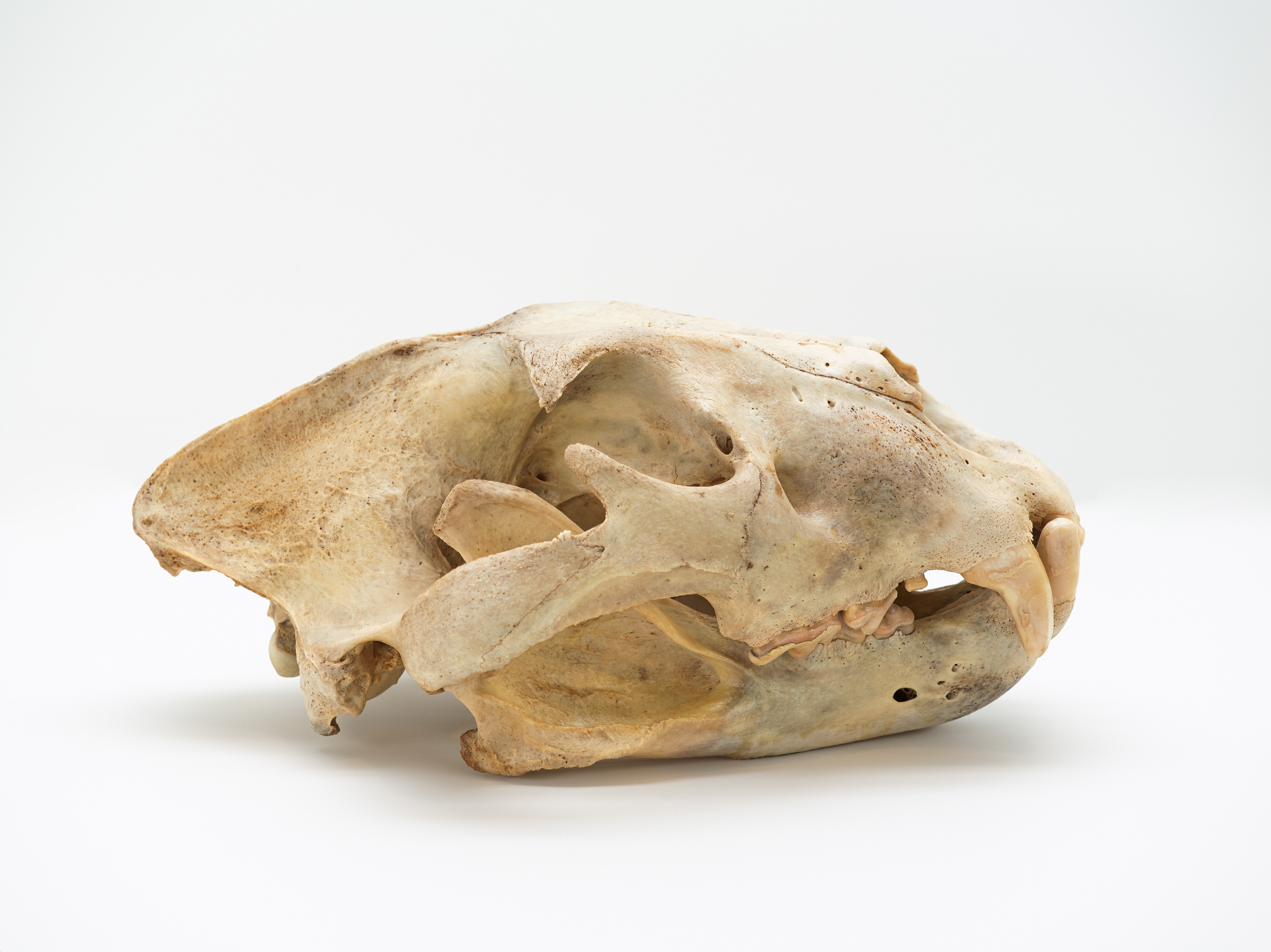 South Carolina Unearthed at South Carolina State Museum in Columbia, SC Fossils are on display at South Carolina Unearthed, a new exhibit at South Carolina State Museum featuring the animals that once lived in South Carolina