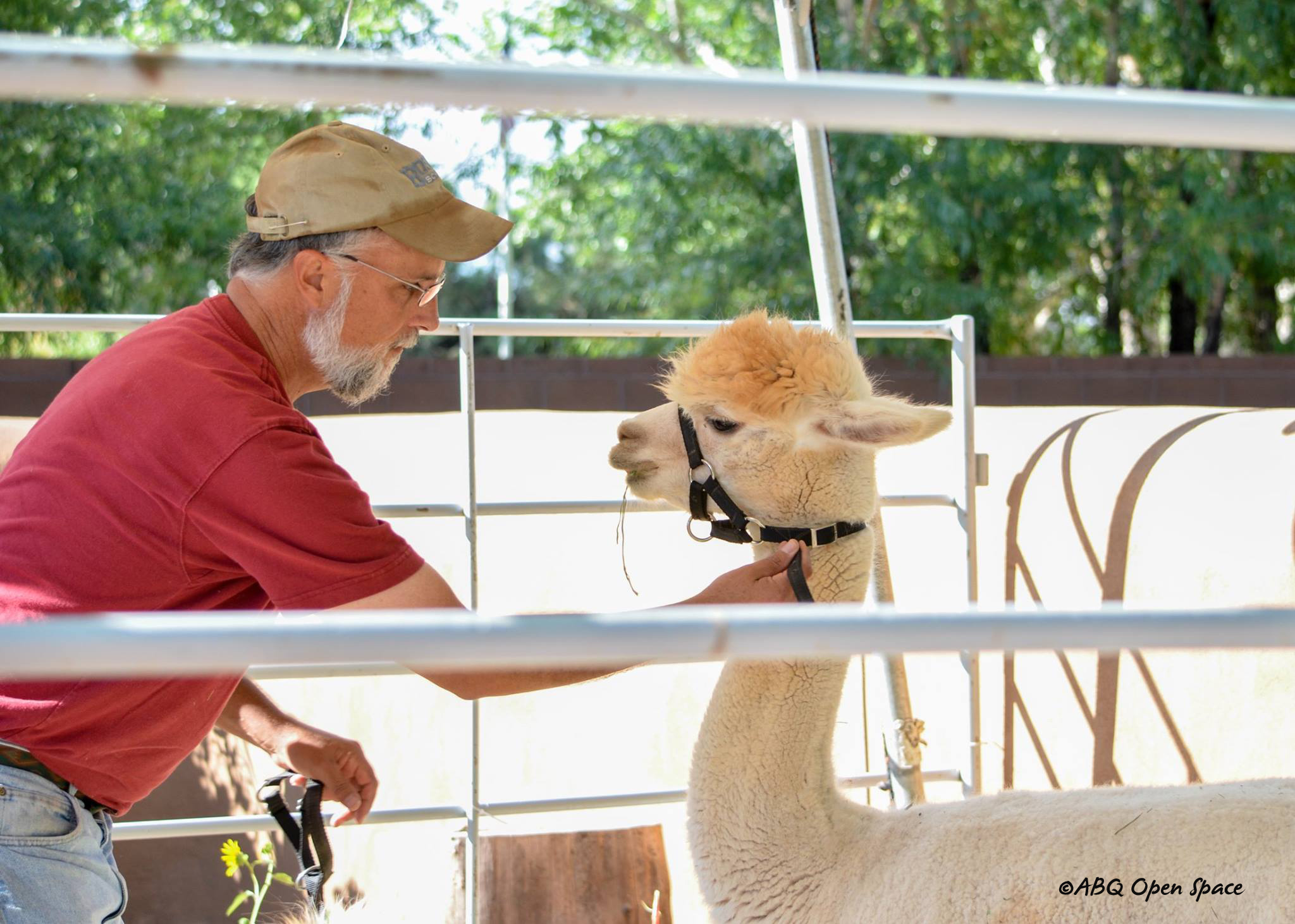 Alpaca at the Albuquerque Open Space