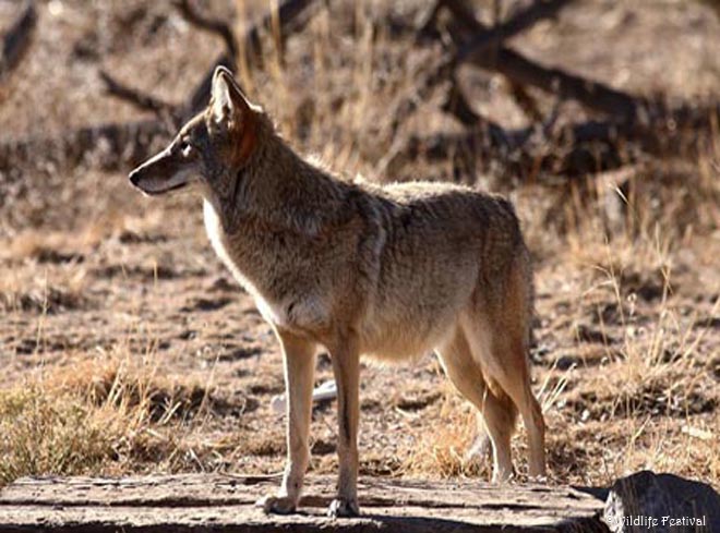 Wildlife in the Duke City