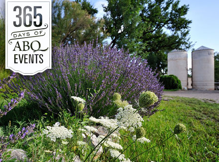 Lavender 101 - VisitAlbuquerque.org