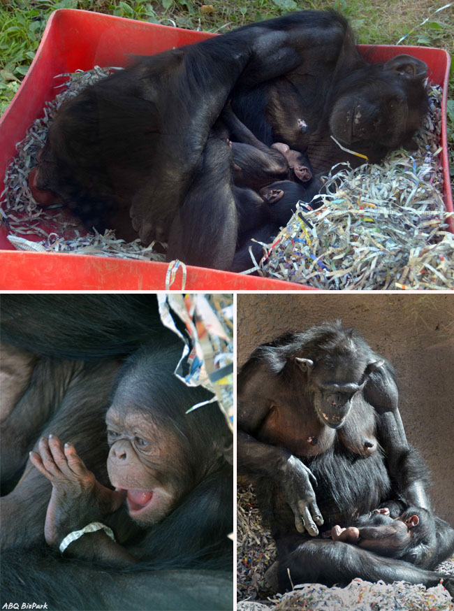 Chimp Babies - ©ABQ BioPark