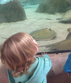 Checking out the stingrays at the ABQ BioPark Aquarium Checking out the stingrays at the ABQ BioPark Aquarium