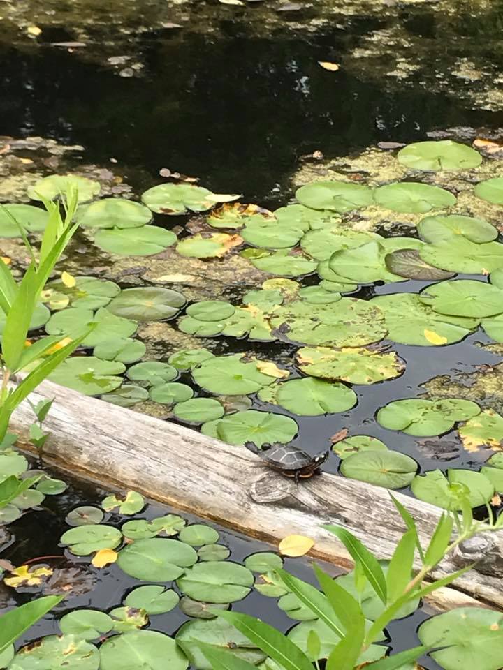 Pond at Bowman's Hill Wildflower Preserve