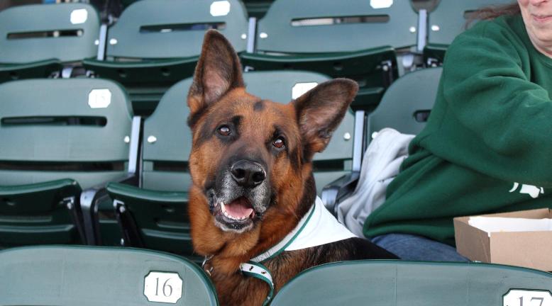 Dog Days at Lugnuts