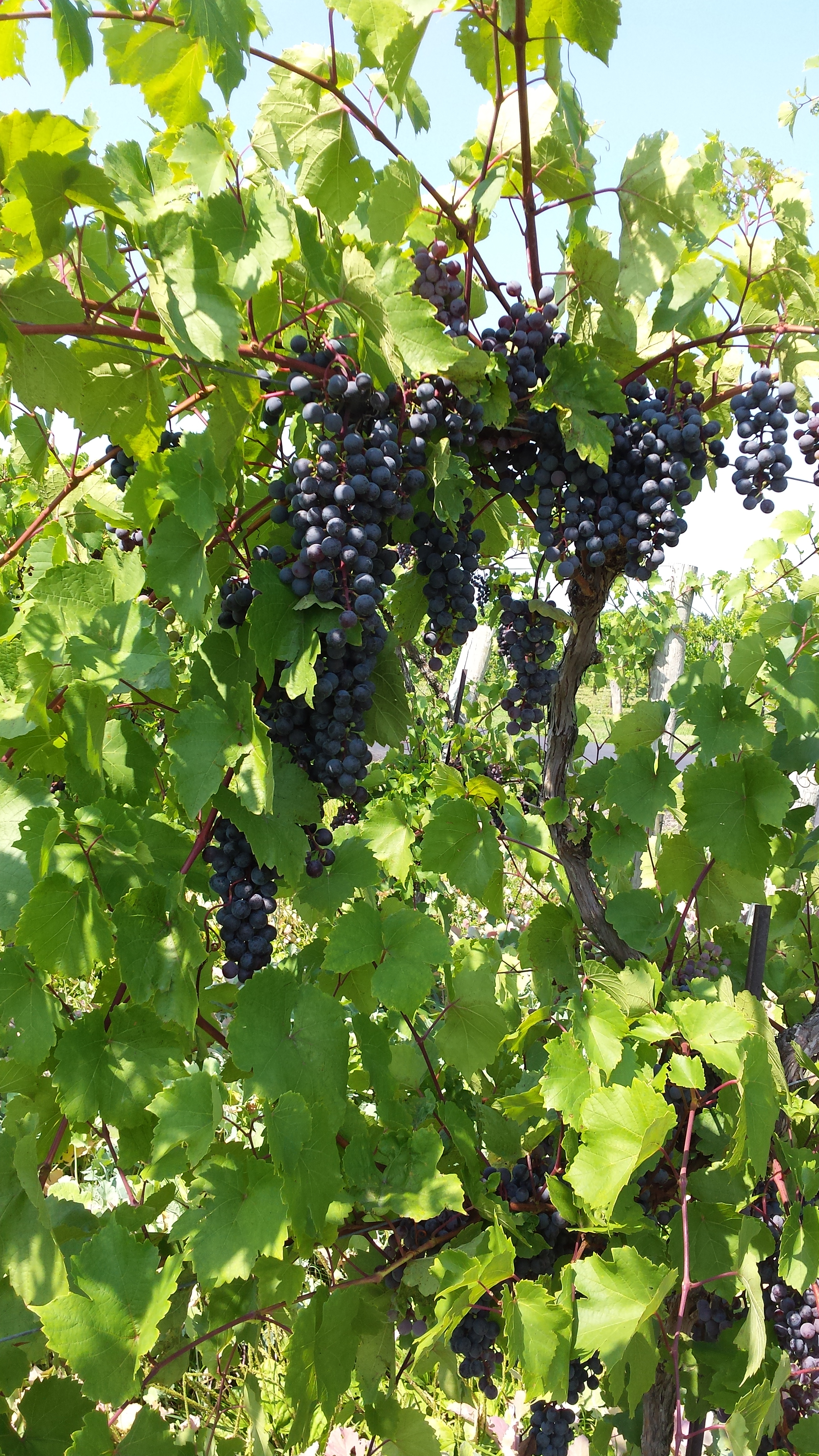 Grapes at Buckingham Valley Vineyards Winery